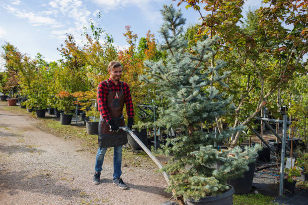 Trusted Junction City, OR Tree Service Experts